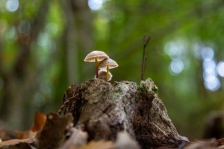 © Grégoire Dubois. Fungi, Lombardy, Italy
