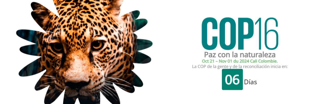 COP16