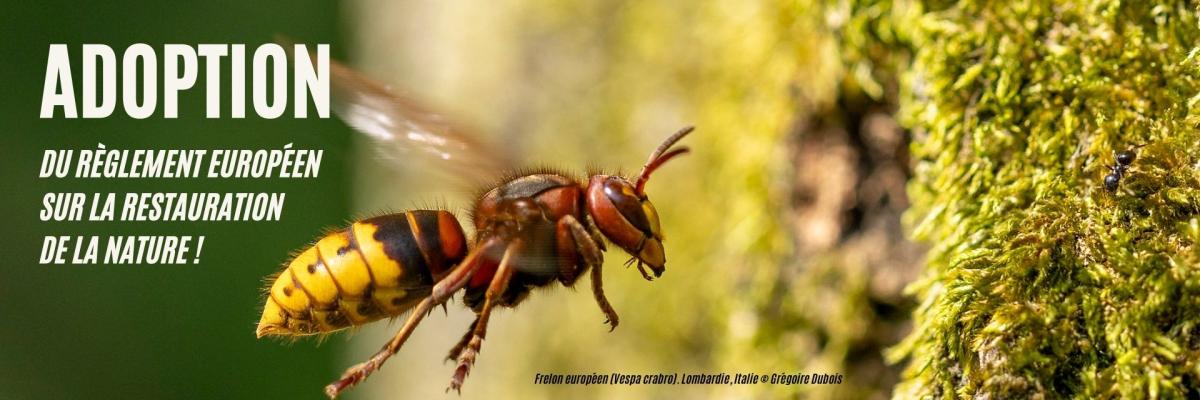 Frelon européen (Vespa crabro). Grégoire Dubois Frelon européen (Vespa crabro). Grégoire Dubois